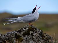 Schreiende Küstenseeschwalbe